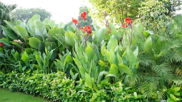 Kwiaty Znalezione Parkach Miejskich — Zdjęcie stockowe