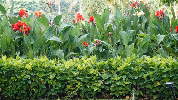 Flowers Found City Parks — Stock Photo, Image