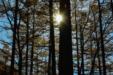 Ağacın sonbaharda sarı yaprakları vardır, yapraklar kışa girmeden önce sonbaharda sararır..