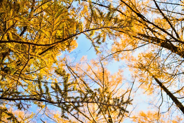 Árvore Tem Folhas Amarelas Outono Folhas Vão Ficar Amarelas Outono — Fotografia de Stock