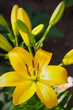 Lily çiçek bahçesinde yakın çekim 