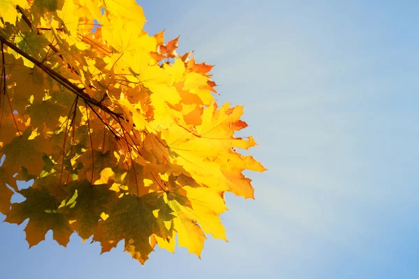 Herbst Ahornblätter Auf Blauem Himmelshintergrund Gelbe Rote Und Orangefarbene Leuchtend — Stockfoto