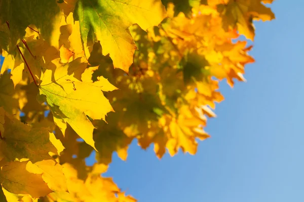 Autumn maple leaves on blue sky background, yellow, red and orange bright colorful leaves and branches, fall themes