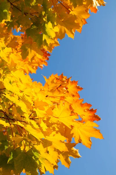 Herbst Ahornblätter Auf Blauem Himmelshintergrund Gelbe Rote Und Orangefarbene Leuchtend — Stockfoto