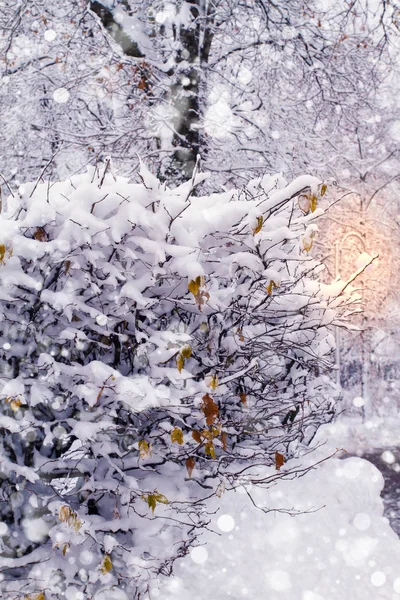 City Park Vinterlandskap Frostiga Träd Parken Snötäckta Träd Snö Faller — Stockfoto