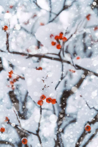 Vinter Bakgrund Snöiga Träd Grenar Med Röda Bär Vinter Skog — Stockfoto