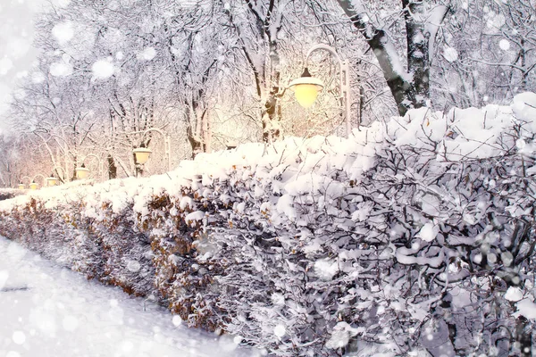 Kış City Park Peyzaj Park Ayaz Ağaçlarda Ağaçlar Kar Kaplı — Stok fotoğraf