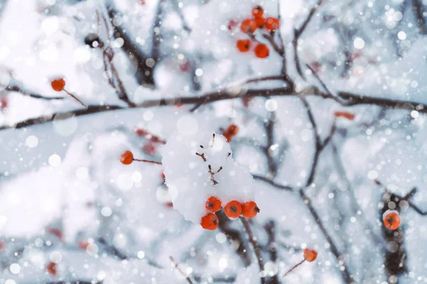 Winter Hintergrund Von Schneebedeckten Ästen Mit Roten Beeren Winterwald Mit — Stockfoto