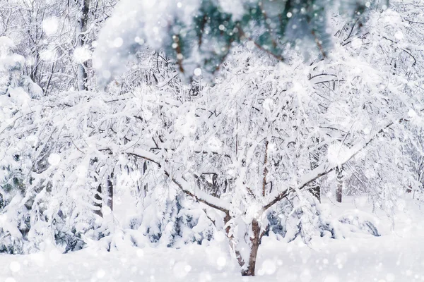 Winterliche Stadtpark Landschaft Frostige Bäume Park Schneebedeckte Bäume Schnee Fällt — Stockfoto