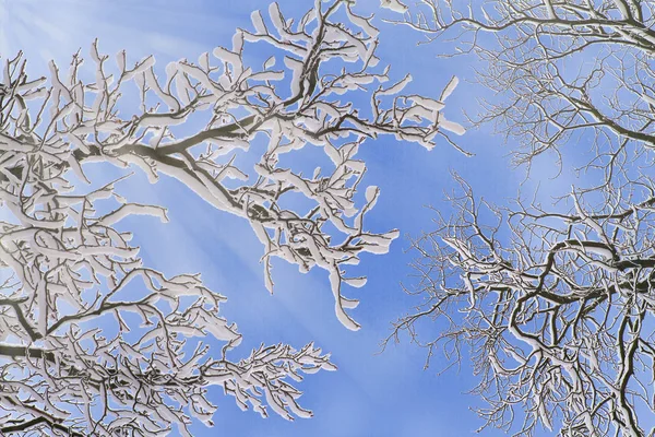 Fundo Inverno Galhos Árvores Nevadas Contra Céu Azul — Fotografia de Stock
