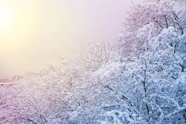 Vinter Bakgrund Med Snöiga Träd Vackra Vinterlandskap Med Träd Täckta — Stockfoto