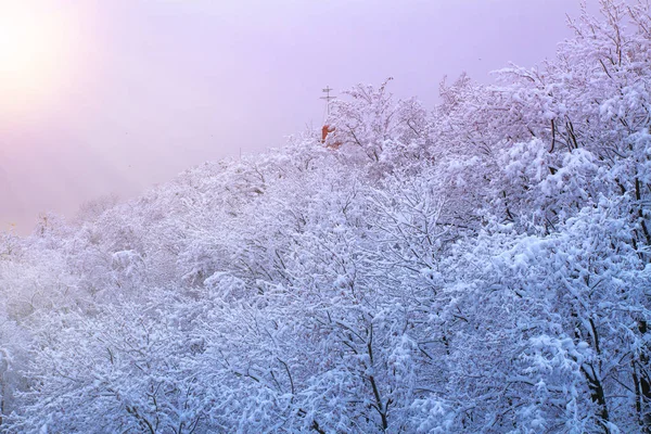 Kış Arka Plan Karlı Ağaçları Ile Kar Park Orman Güneş — Stok fotoğraf