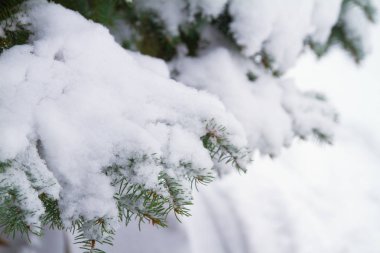 Ormandaki kar köknar ağacı dalları kaplı