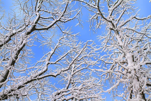 Mavi Gökyüzü Karşı Kış Arka Planını Karlı Ağaç Dalları Karla — Stok fotoğraf
