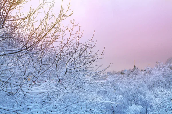 Зимний Фон Снежными Деревьями Зимний Пейзаж Деревьями Покрытыми Снегом Парке — стоковое фото