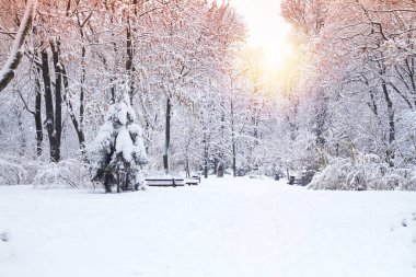 Güzel kış park, karla kaplı ağaçlar. Kış manzarası