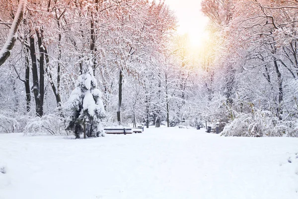 Güzel Kış Park Karla Kaplı Ağaçlar Kış Manzarası — Stok fotoğraf