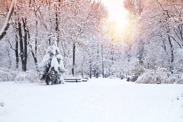 Beautiful winter park, trees covered with snow. Winter landscape