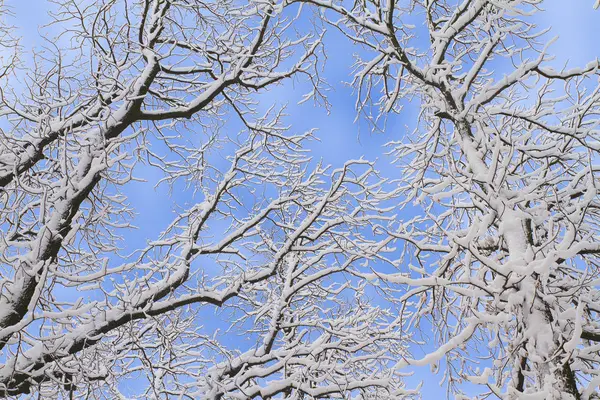 Fundo Inverno Ramos Árvore Nevados Contra Céu Azul Árvores Cobertas — Fotografia de Stock