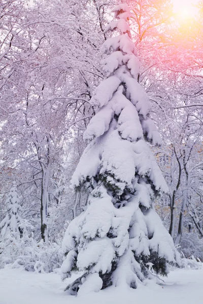 Bellissimo Paesaggio Invernale Con Abete Nevoso Alberi Ricoperti Neve Nel — Foto Stock