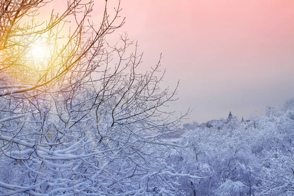 Kış Arka Plan Karlı Ağaçları Ile Gündoğumu Sırasında Kar Parkta — Stok fotoğraf