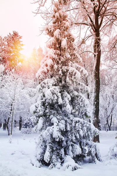 Bellissimo Paesaggio Invernale Con Abete Nevoso Alberi Ricoperti Neve Nel — Foto Stock