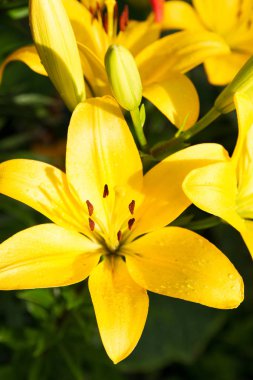 Bahçede çiçekli parlak lily görünümünü. Lily çiçekler yakın çekim