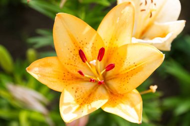 Bahçede çiçekli parlak lily görünümünü. Lily çiçekler yakın çekim