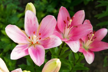 Bahçede çiçekli parlak lily görünümünü. Lily çiçekler yakın çekim