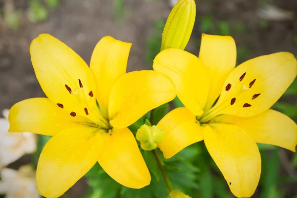 View Bright Lily Flowering Garden Close Lily Flowers — Stock Photo, Image