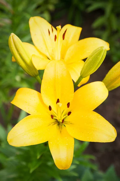 View Bright Lily Flowering Garden Close Lily Flowers — Stock Photo, Image