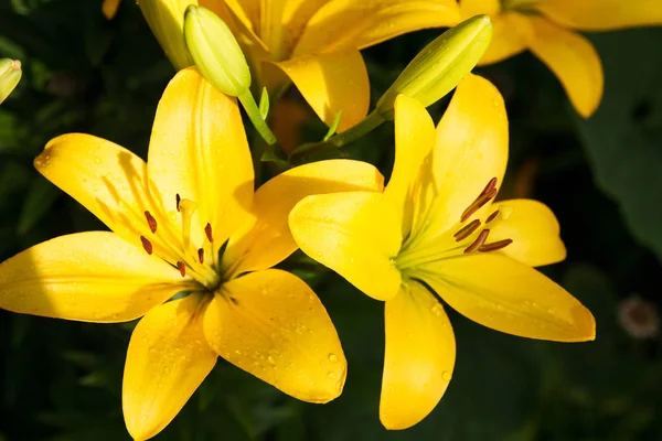 View Bright Lily Flowering Garden Close Lily Flowers — Stock Photo, Image