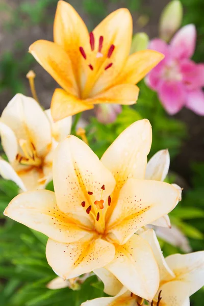 View Bright Lily Flowering Garden Close Lily Flowers — Stock Photo, Image