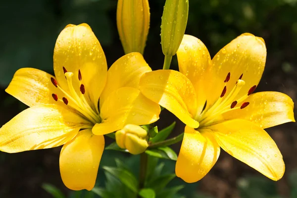 View Bright Lily Flowering Garden Close Lily Flowers — Stock Photo, Image