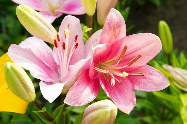 View Bright Lily Flowering Garden Close Lily Flowers — Stock Photo, Image