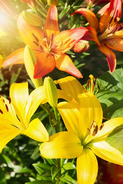 View Bright Lily Flowering Garden Close Lily Flowers — Stock Photo, Image