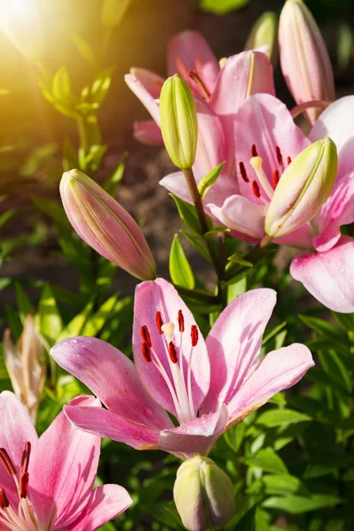 View of bright lily flowering in the garden. Close up of lily flowers