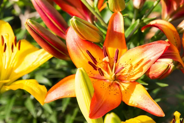 View Bright Lily Flowering Garden Close Lily Flowers — Stock Photo, Image