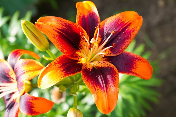 View Bright Lily Flowering Garden Close Lily Flowers — Stock Photo, Image