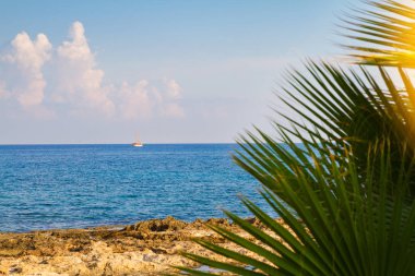 Plaj arka plan - mavi gökyüzü ve denizin palmiye ağacı gölgesi, soyut. Alan, yaz tatil kavramı kopyalayın. Deniz plajda dinlenebilir, açık seyahat - görüntü