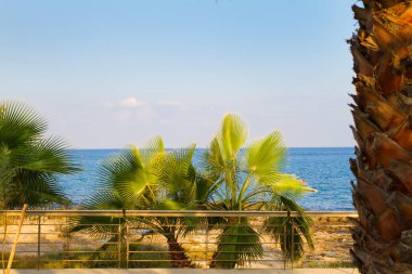 Plaj arka plan - mavi gökyüzü ve denizin palmiye ağacı gölgesi, soyut. Alan, yaz tatil kavramı kopyalayın. Deniz plajda dinlenebilir, açık seyahat - görüntü