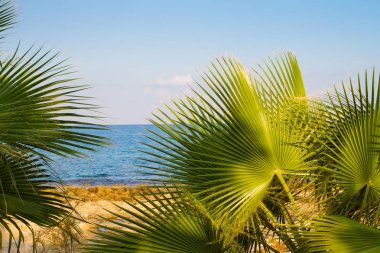 Plaj arka plan - mavi gökyüzü, deniz ve palmiye ağaçları soyut. Tatil kavramı. Deniz plajda dinlenebilir, açık seyahat