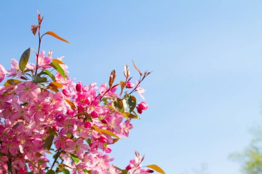 Bahar çiçekleri. Soyut bahar çiçeği arka plan. Çiçek açan ağaç doğa sahne. Bahar