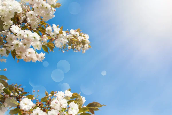 Wiosenne Kwiaty Streszczenie Wiosna Blossom Tła Charakter Sceny Kwitnące Drzewo — Zdjęcie stockowe
