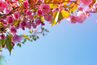 Pembe Sakura çiçekler. Soyut bahar çiçeği arka plan. Bahar. Afiş arka plan kopya alanı, tonned ve bulanık ile