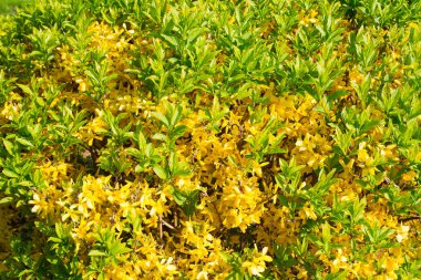 Bahar soyut veya çiçeği arka plan yaz. sarı çiçek