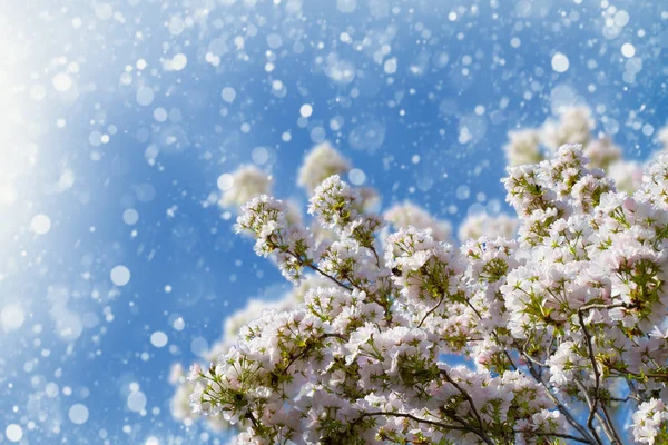 Vit Körsbär Blommor Abstrakta Våren Blossom Bakgrund Springtime Banner Bakgrund — Stockfoto