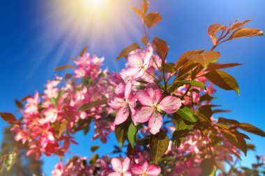 Güzel çiçeklenme meyve ağacı. Bahar gününde çiçekler ile arka plan. Bahar
