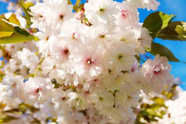 Güzel çiçekli Japon kiraz-Sakura. Bahar gününde çiçekler ile arka plan. Bahar