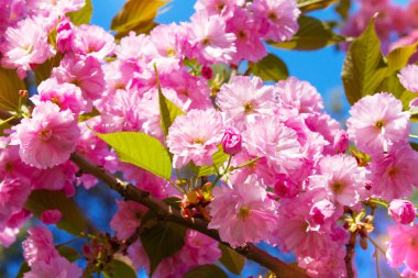 Güzel çiçekli Japon kiraz-Sakura. Bahar gününde çiçekler ile arka plan. Bahar